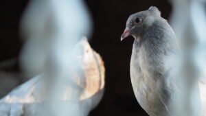 Pigeon Up Close And Personal Pigeons in Maine in a high end chicken coop. It is as if the pigeon perked up and was listening to the photographer.